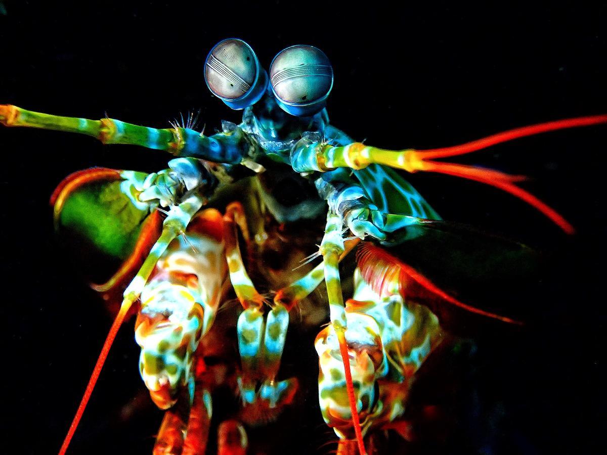 Pebble & Fins Bali Dive Resort Tulamben  Luaran gambar